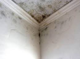 Best Commercial Mold Inspection  in USA